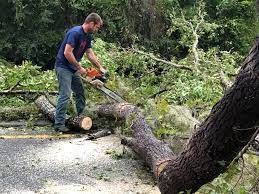 Professional Tree Removal in Farmington, UT